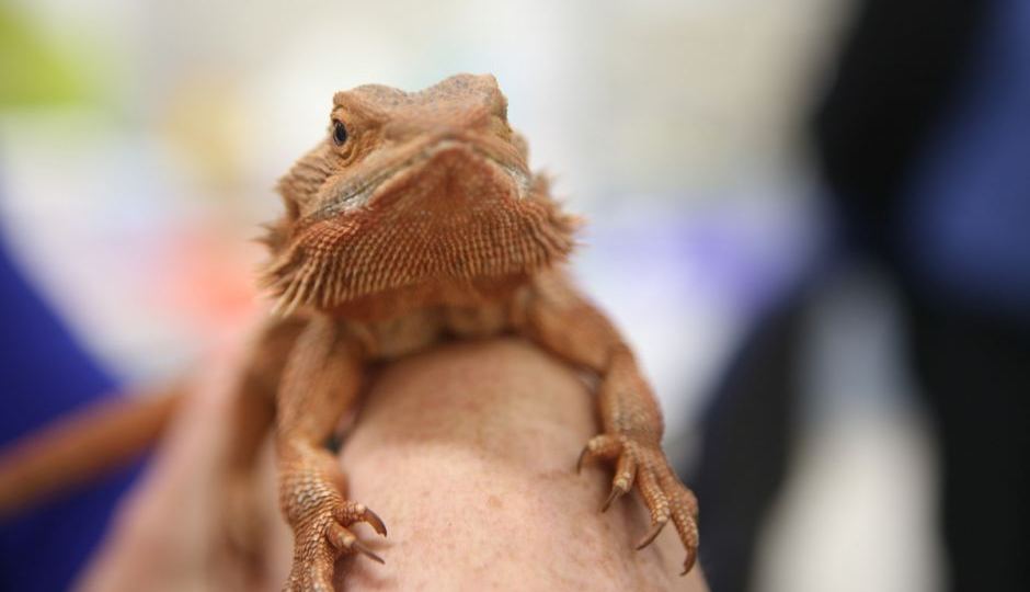 Bearded Dragon