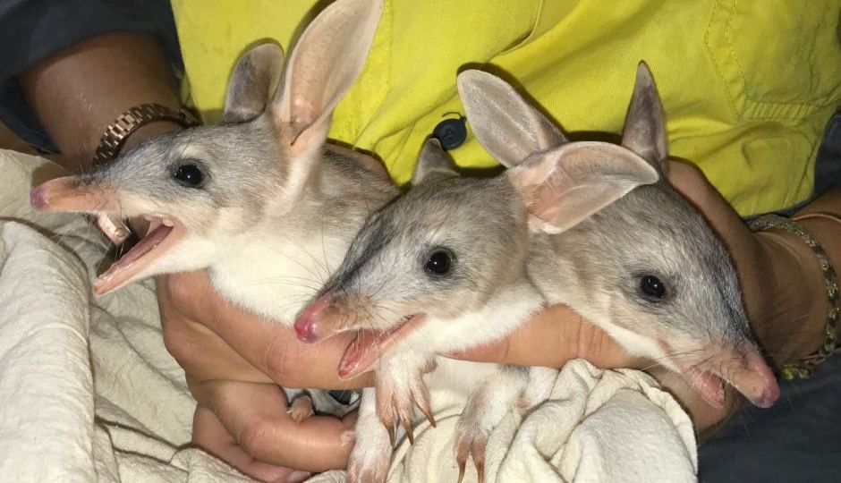 Bilbies born at Ipswich