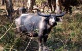 A buffalo stands in scrub