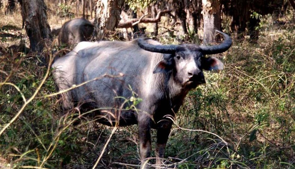 A buffalo stands in scrub