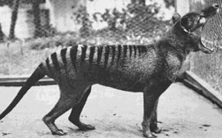 Benjamin, the last thylacine in captivity