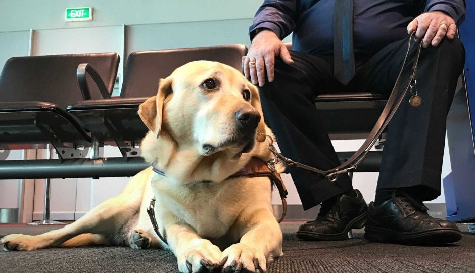 Brogan the guide dog