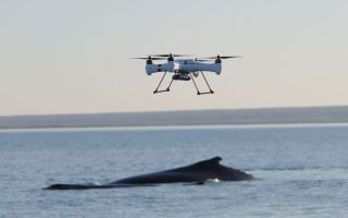 Drone over whale