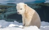 Polar bear cub