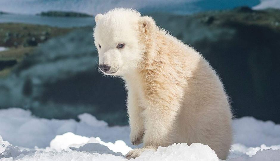 Polar bear cub