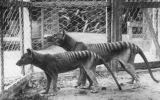 Tasmanian tiger zoo pair