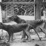 Tasmanian tiger zoo pair