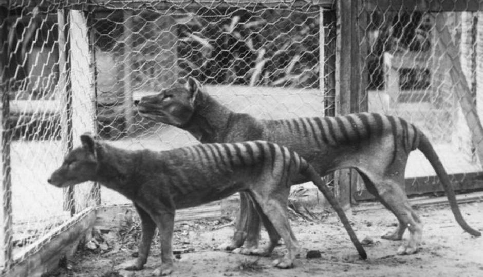 Tasmanian tiger zoo pair