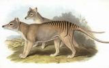 Thylacine