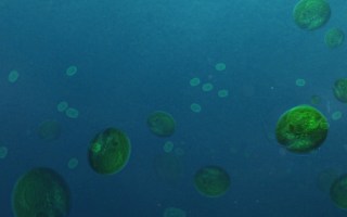 algae