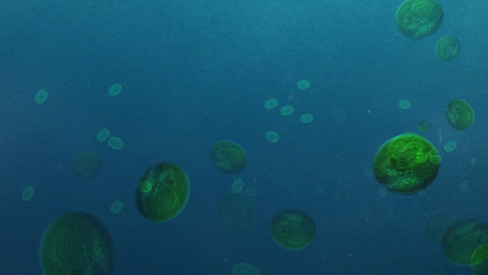 algae