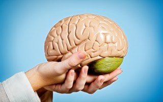 Graceful feminine hands hold anatomical model of human brain