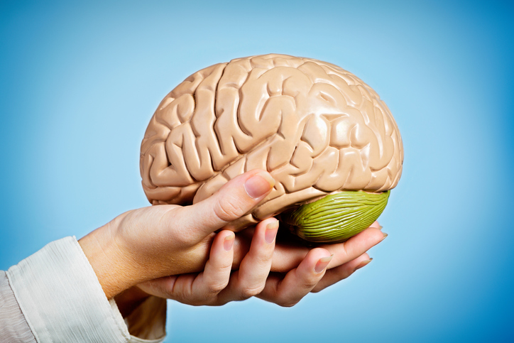 Graceful feminine hands hold anatomical model of human brain