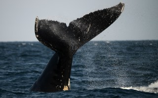 whale tail
