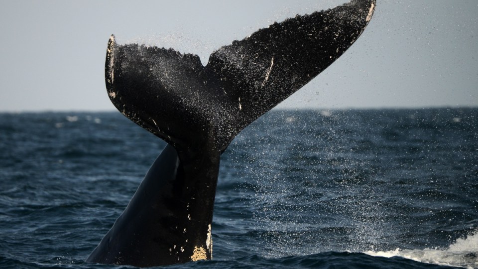 whale tail