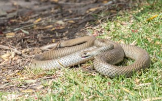 easternbrown snake