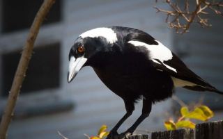 Magpie on fence