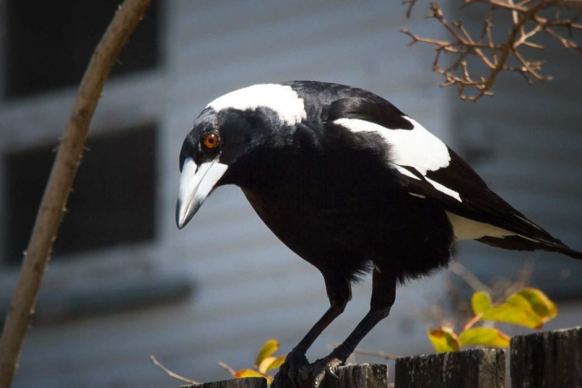 Magpie on fence