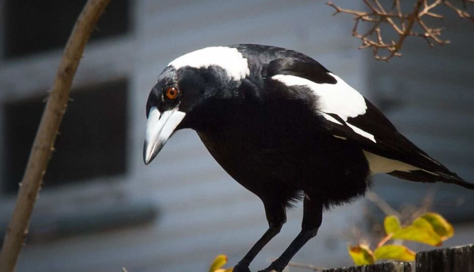 Magpie on fence