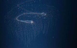 Two gelatinous species new to science