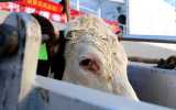 beef cattle