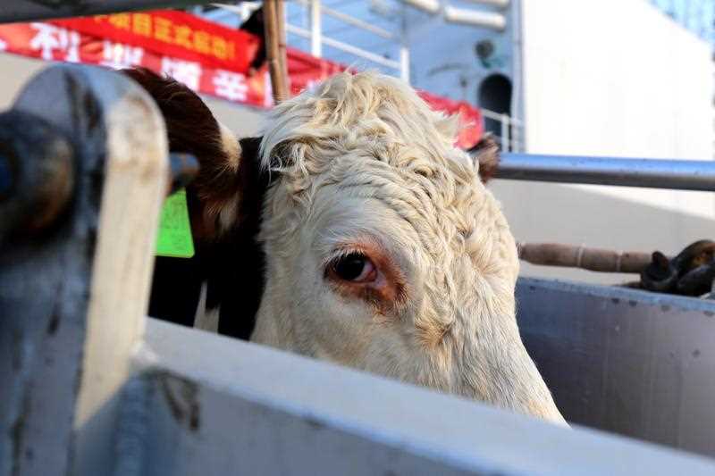 beef cattle