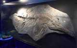 fossil