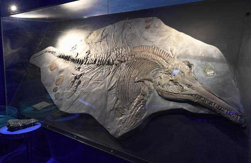 fossil