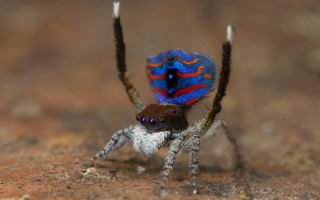 Peacock spiders are found across southern Australia.