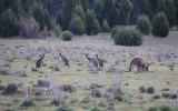 A mob of western grey kangaroos