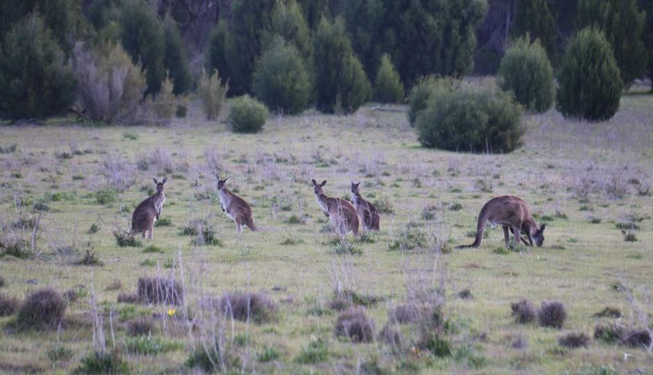 A mob of western grey kangaroos