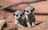 Meerkat pups at Monarto Zoo
