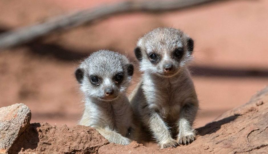 Meerkat pups at Monarto Zoo