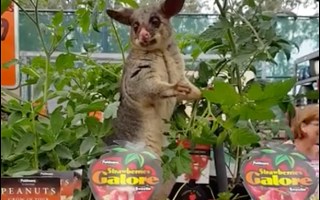 bunnings possum