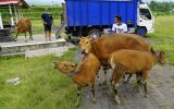 People evacuate their cattle from the village of Selat, about nine kilometres from Mt Agung in Bali.