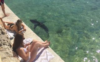 shark