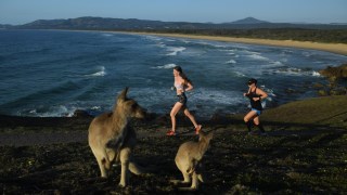 Australian-summer-kangaroos