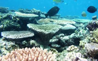 Ellison Reef on the Great Barrier Reef