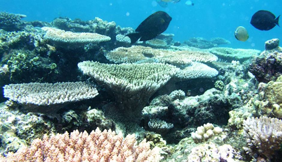 Ellison Reef on the Great Barrier Reef