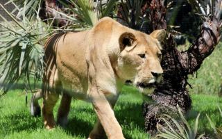 Perth zoo lioness