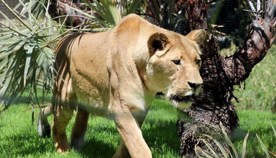 Perth zoo lioness