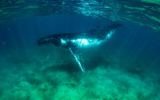 humpback whales