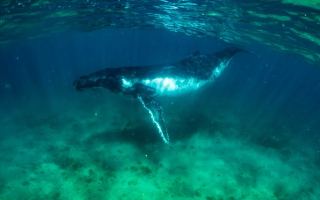 humpback whales