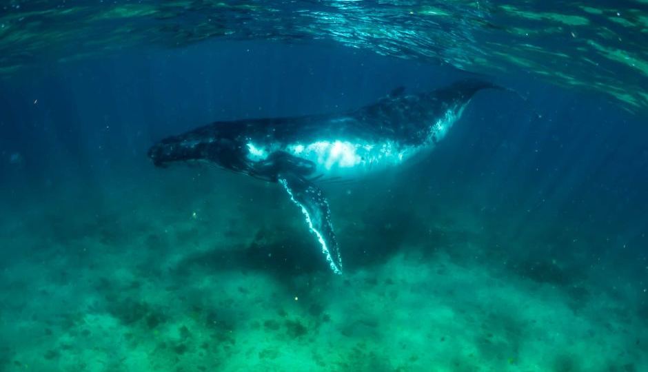 humpback whales