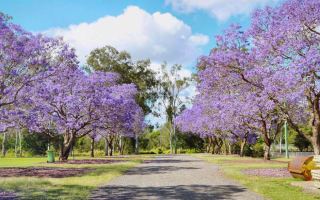 Goodna is well known for the many paths lined with jacaranda trees.