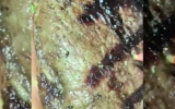 maggots on steak