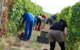 Many fruit pickers are paid less than a quarter of minimum wage.