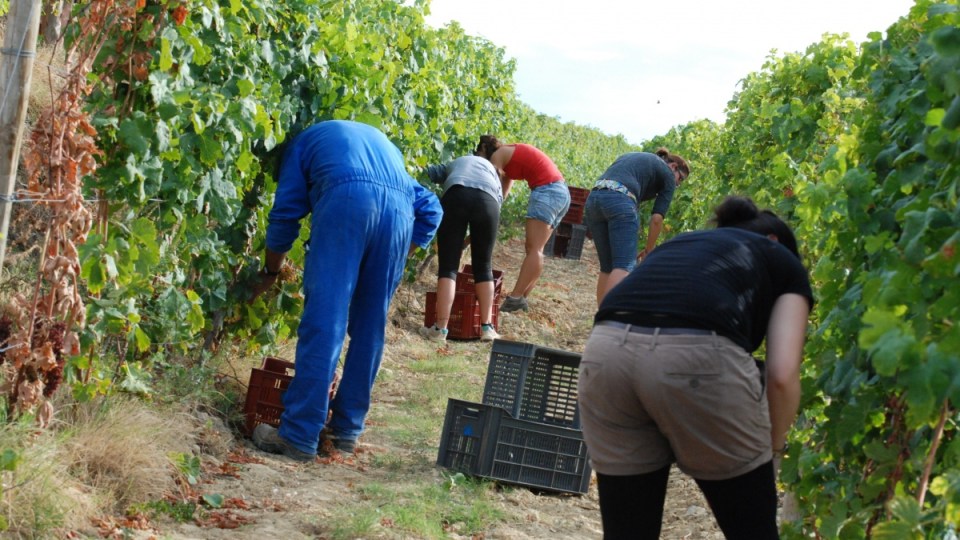 Many fruit pickers are paid less than a quarter of minimum wage.