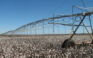Cotton under irrigation