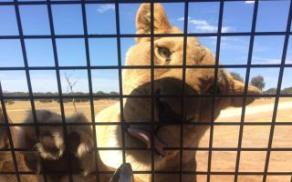 Lion cage at Monarto